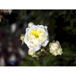 'Kronprinsesse Mary'™ Rosa X 'Kronprinsesse Mary'™ (Slotsrose) A-Kvalitet,- Barrods Roser Min. 3 Grene -GrønGlæde Salgsbutik fi4543 rosa kronprinsesse mary poulcas006 n 5741