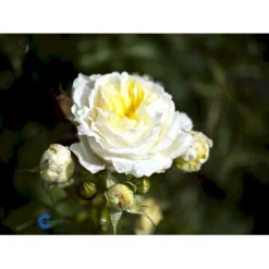 'Kronprinsesse Mary'™ Rosa X 'Kronprinsesse Mary'™ (Slotsrose) A-Kvalitet,- Barrods Roser Min. 3 Grene -GrønGlæde Salgsbutik fi4543 rosa kronprinsesse mary poulcas006 n e45a