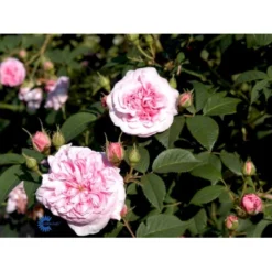 'Dronningen Af Danmark' Rosa Alba 'Dronningen Af Danmark' (Albarose) A-Kvalitet,- Barrods Roser Min. 3 Grene -GrønGlæde Salgsbutik fi4547 rosa koenigin von daenemark 5b4f