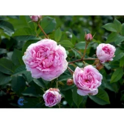 'Dronningen Af Danmark' Rosa Alba 'Dronningen Af Danmark' (Albarose) A-Kvalitet,- Barrods Roser Min. 3 Grene -GrønGlæde Salgsbutik fi4547 rosa koenigin von daenemark 93d6