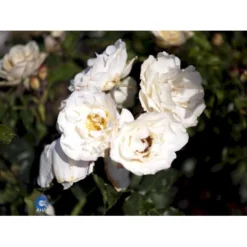'La Paloma 85'® Rosa X 'La Paloma 85'® (Buketrose) A-Kvalitet,- Barrods Roser Min. 3 Grene -GrønGlæde Salgsbutik fi4551 rosa la paloma dd3e