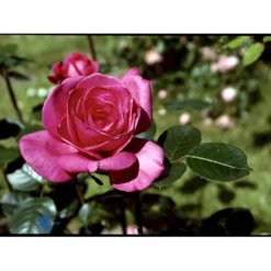 'Lady Like'® Rosa X 'Lady Like'® (Storblomstrende) A-Kvalitet,- Barrods Roser Min. 3 Grene -GrønGlæde Salgsbutik fi4560 rosa lady like 5f2b
