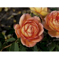 'Lady Of Shalott' Rosa X 'Lady Of Shalott' (Engelsk Rose) A-Kvalitet,- Barrods Roser Min. 3 Grene -GrønGlæde Salgsbutik fi4563 rosa lady of shalott ausnyson 4bd9