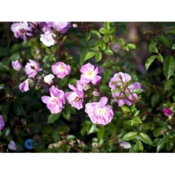 'Lavender Cover'® Rosa X 'Lavender Cover'® (Bunddækkerose) A-Kvalitet,- Barrods Roser Min. 3 Grene -GrønGlæde Salgsbutik fi4580 rosa lavender cover poulrust n 12a0