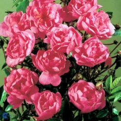 'Lavender Cover'® Rosa X 'Lavender Cover'® (Bunddækkerose) A-Kvalitet,- Barrods Roser Min. 3 Grene -GrønGlæde Salgsbutik fi4580 rosa lavender cover poulrust n f591