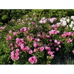'Leonardo Da Vinci'® Rosa X 'Leonardo Da Vinci'® (Buketrose) A-Kvalitet,- Barrods Roser Min. 3 Grene -GrønGlæde Salgsbutik fi4592 rosa leonardo da vinci 06be
