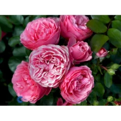 'Leonardo Da Vinci'® Rosa X 'Leonardo Da Vinci'® (Buketrose) A-Kvalitet,- Barrods Roser Min. 3 Grene -GrønGlæde Salgsbutik fi4592 rosa leonardo da vinci 1e96