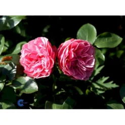 'Leonardo Da Vinci'® Rosa X 'Leonardo Da Vinci'® (Buketrose) A-Kvalitet,- Barrods Roser Min. 3 Grene -GrønGlæde Salgsbutik fi4592 rosa leonardo da vinci 55ba