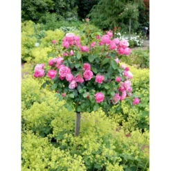 'Leonardo Da Vinci'® Rosa X 'Leonardo Da Vinci'® (Buketrose) A-Kvalitet,- Barrods Roser Min. 3 Grene -GrønGlæde Salgsbutik fi4592 rosa leonardo da vinci 6510