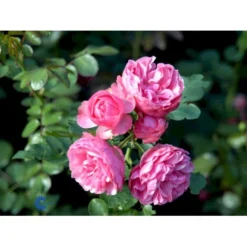 'Leonardo Da Vinci'® Rosa X 'Leonardo Da Vinci'® (Buketrose) A-Kvalitet,- Barrods Roser Min. 3 Grene -GrønGlæde Salgsbutik fi4592 rosa leonardo da vinci e0f1