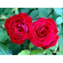 'Leonora Christine'® Rosa X 'Leonora Christine'® (Storblomstrende) A-Kvalitet,- Barrods Roser Min. 3 Grene -GrønGlæde Salgsbutik fi4593 rosa leonora christine 33d1