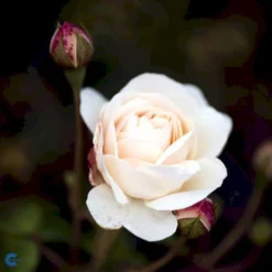 'Lichfield Angel'™ Rosa X 'Lichfield Angel'™ (Engelsk Rose) A-Kvalitet,- Barrods Roser Min. 3 Grene -GrønGlæde Salgsbutik fi4596 rosa lichfield angel ausrelate 9ea0