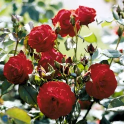 'Lichterloh'® Rosa X 'Lichterloh'® (Buketrose) A-Kvalitet,- Barrods Roser Min. 3 Grene -GrønGlæde Salgsbutik fi4597 rosa lichterloh cc89