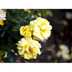 'Lichtkönigin Lucia'® Rosa X 'Lichtkönigin Lucia'® (Buketrose) A-Kvalitet,- Barrods Roser Min. 3 Grene -GrønGlæde Salgsbutik fi4598 rosa lichtkoenigin lucia 25a2