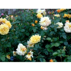 'Lichtkönigin Lucia'® Rosa X 'Lichtkönigin Lucia'® (Buketrose) A-Kvalitet,- Barrods Roser Min. 3 Grene -GrønGlæde Salgsbutik fi4598 rosa lichtkoenigin lucia 66f8