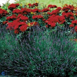 'Lilli Marleen'® Rosa X 'Lilli Marleen'® (Buketrose) A-Kvalitet,- Barrods Roser Min. 3 Grene -GrønGlæde Salgsbutik fi4604 rosa lilli marleen 5a09