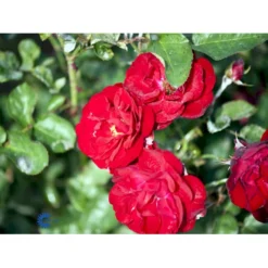 'Lilli Marleen'® Rosa X 'Lilli Marleen'® (Buketrose) A-Kvalitet,- Barrods Roser Min. 3 Grene -GrønGlæde Salgsbutik fi4604 rosa lilli marleen d9df
