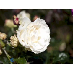 'Lina™ Renaissance'® Rosa X 'Lina™ Renaissance'® (Renaissancerose) A-Kvalitet,- Barrods Roser Min. 3 Grene -GrønGlæde Salgsbutik fi4606 rosa lina poulen006 n bd47