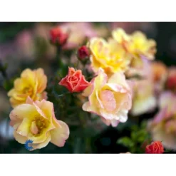 'Linnaeus'™ Rosa X 'Linnaeus'™ (Bunddækkerose) A-Kvalitet,- Barrods Roser Min. 3 Grene -GrønGlæde Salgsbutik fi4608 rosa linnaeus tm poulcot010 n 4a82