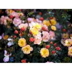 'Linnaeus'™ Rosa X 'Linnaeus'™ (Bunddækkerose) A-Kvalitet,- Barrods Roser Min. 3 Grene -GrønGlæde Salgsbutik fi4608 rosa linnaeus tm poulcot010 n 829b