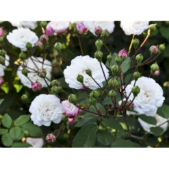 'Little White Pet' Rosa X Sempervirens 'Little White Pet' A-Kvalitet,- Barrods Roser Min. 3 Grene -GrønGlæde Salgsbutik fi4609 rosa little white pet 1950