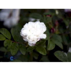 Rynket Rose 'Louise Bugnet' Rosa Rugosa 'Louise Bugnet' A-Kvalitet,- Barrods Roser Min. 3 Grene -GrønGlæde Salgsbutik fi4617 rosa louise bugnet 389a