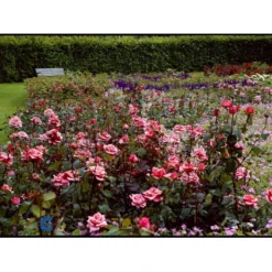 'Louisiana'® Rosa X 'Louisiana'® (Storblomstrende) A-Kvalitet,- Barrods Roser Min. 3 Grene -GrønGlæde Salgsbutik fi4620 rosa louisiana 619f