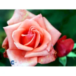 'Louisiana'® Rosa X 'Louisiana'® (Storblomstrende) A-Kvalitet,- Barrods Roser Min. 3 Grene -GrønGlæde Salgsbutik fi4620 rosa louisiana 9d75