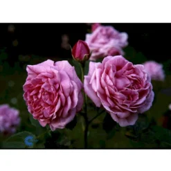 'Magna Charta' Rosa Remontant 'Magna Charta' (Remontantrose) A-Kvalitet,- Barrods Roser Min. 3 Grene -GrønGlæde Salgsbutik fi4637 rosa magna charta 1f69