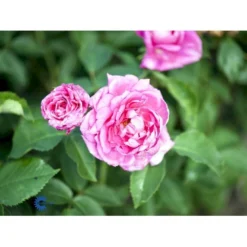 'Magna Charta' Rosa Remontant 'Magna Charta' (Remontantrose) A-Kvalitet,- Barrods Roser Min. 3 Grene -GrønGlæde Salgsbutik fi4637 rosa magna charta 9036