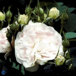 'Maidens Blush' Rosa Alba 'Maidens Blush' (Albarose) A-Kvalitet,- Barrods Roser Min. 3 Grene -GrønGlæde Salgsbutik fi4641 rosa maiden s blush 06f2