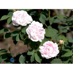 'Maidens Blush' Rosa Alba 'Maidens Blush' (Albarose) A-Kvalitet,- Barrods Roser Min. 3 Grene -GrønGlæde Salgsbutik fi4641 rosa maiden s blush 7170