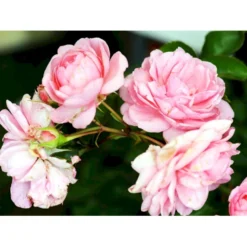 'Mamma Mia'™ Rosa X 'Mamma Mia'™ (Slyngrose) A-Kvalitet,- Barrods Roser Min. 3 Grene 15 'Mamma Mia'™ Rosa X 'Mamma Mia'™ (Slyngrose) A-Kvalitet,- Barrods Roser Min. 3 Grene -GrønGlæde Salgsbutik fi4652 rosa mamma mia tm poulcy013 n 3570