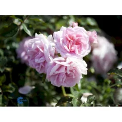 'Mamma Mia'™ Rosa X 'Mamma Mia'™ (Slyngrose) A-Kvalitet,- Barrods Roser Min. 3 Grene 14 'Mamma Mia'™ Rosa X 'Mamma Mia'™ (Slyngrose) A-Kvalitet,- Barrods Roser Min. 3 Grene -GrønGlæde Salgsbutik fi4652 rosa mamma mia tm poulcy013 n 799b
