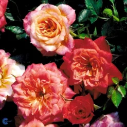 'Mandarin'® Rosa X 'Mandarin'® (Miniaturerose) A-Kvalitet,- Barrods Roser Min. 3 Grene -GrønGlæde Salgsbutik fi4653 rosa mandarin 215b