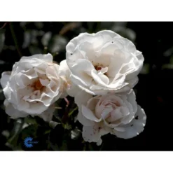 'Margaret Merril' Rosa X 'Margaret Merril' (Storblomstrende) A-Kvalitet,- Barrods Roser Min. 3 Grene -GrønGlæde Salgsbutik fi4657 rosa margaret merril e729