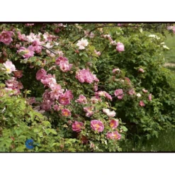 'Marguerite Hilling' Rosa Moyesii 'Marguerite Hilling' (Mandarinrose) A-Kvalitet,- Barrods Roser Min. 3 Grene -GrønGlæde Salgsbutik fi4659 rosa marguerite hilling 369f