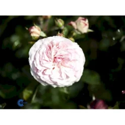 'Mariatheresia'® Rosa X 'Mariatheresia'® (Buketrose) A-Kvalitet,- Barrods Roser Min. 3 Grene -GrønGlæde Salgsbutik fi4664 rosa mariatheresia c604
