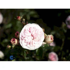 'Mariatheresia'® Rosa X 'Mariatheresia'® (Buketrose) A-Kvalitet,- Barrods Roser Min. 3 Grene -GrønGlæde Salgsbutik fi4664 rosa mariatheresia d7ee