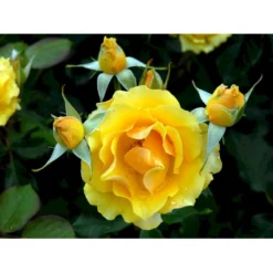 'Marselisborg'™ Rosa X 'Marselisborg'™ (Slotsrose) A-Kvalitet,- Barrods Roser Min. 3 Grene -GrønGlæde Salgsbutik fi4669 rosa marselisborg poulreb n 0c26