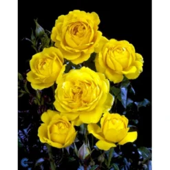'Marselisborg'™ Rosa X 'Marselisborg'™ (Slotsrose) A-Kvalitet,- Barrods Roser Min. 3 Grene -GrønGlæde Salgsbutik fi4669 rosa marselisborg poulreb n 33b5