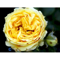 'Marselisborg'™ Rosa X 'Marselisborg'™ (Slotsrose) A-Kvalitet,- Barrods Roser Min. 3 Grene -GrønGlæde Salgsbutik fi4669 rosa marselisborg poulreb n 6a46