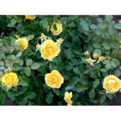 'Marselisborg'™ Rosa X 'Marselisborg'™ (Slotsrose) A-Kvalitet,- Barrods Roser Min. 3 Grene -GrønGlæde Salgsbutik fi4669 rosa marselisborg poulreb n c434