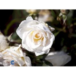 'Marvellous'™ Rosa X 'Marvellous'™ (Storblomstrende) A-Kvalitet,- Barrods Roser Min. 3 Grene -GrønGlæde Salgsbutik fi4674 rosa marvellous poulpmt006 n 7d0a