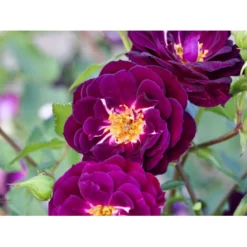 'Midnight Blue' Rosa X 'Midnight Blue' A-Kvalitet,- Barrods Roser Min. 3 Grene -GrønGlæde Salgsbutik fi4695 rosa midnight blue 0053