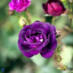 'Midnight Blue' Rosa X 'Midnight Blue' A-Kvalitet,- Barrods Roser Min. 3 Grene -GrønGlæde Salgsbutik fi4695 rosa midnight blue 0f24