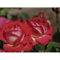 'Midsummer'® Rosa X 'Midsummer'® (Buketrose) A-Kvalitet,- Barrods Roser Min. 3 Grene -GrønGlæde Salgsbutik fi4696 rosa midsummer ce08