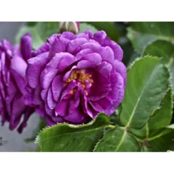 'Minerva' Rosa X 'Minerva' (Buketrose) A-Kvalitet,- Barrods Roser Min. 3 Grene -GrønGlæde Salgsbutik fi4697 rosa minerva r 2853