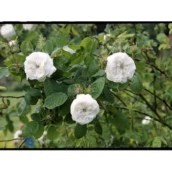 'Mme Hardy' Rosa Damascena 'Mme Hardy' (Damascenerrose) A-Kvalitet,- Barrods Roser Min. 3 Grene -GrønGlæde Salgsbutik fi4716 rosa mme hardy 1ee0