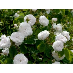 'Mme Hardy' Rosa Damascena 'Mme Hardy' (Damascenerrose) A-Kvalitet,- Barrods Roser Min. 3 Grene -GrønGlæde Salgsbutik fi4716 rosa mme hardy 95be